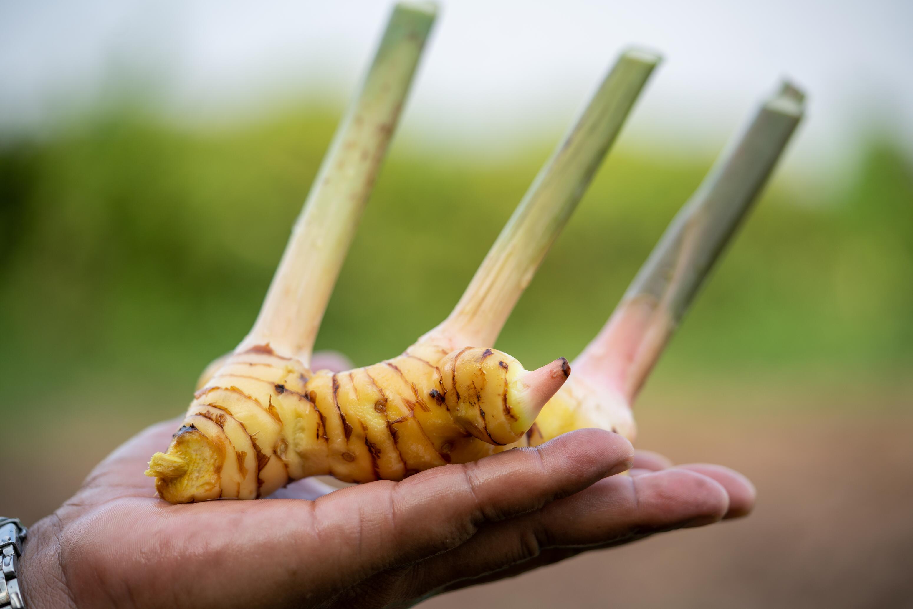 Galangal